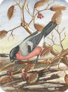 bullfinch.jpg
