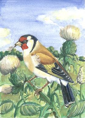 goldfinch.jpg