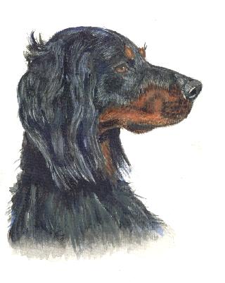 gordonsetter.jpg