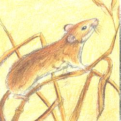 harvestmouse.jpg