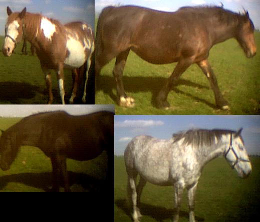 horses.jpg