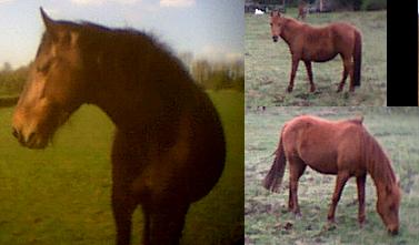 horsesgen.jpg