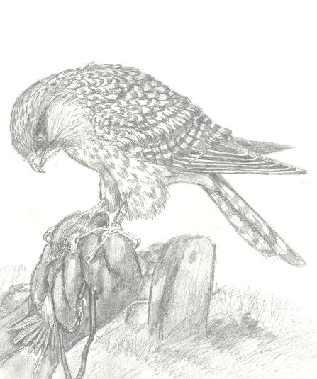kestrel.jpg