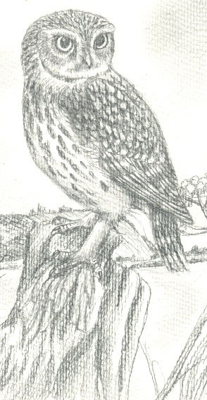 littleowl.jpg
