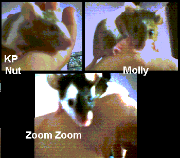 mousies.gif