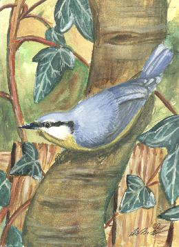 nuthatch.jpg