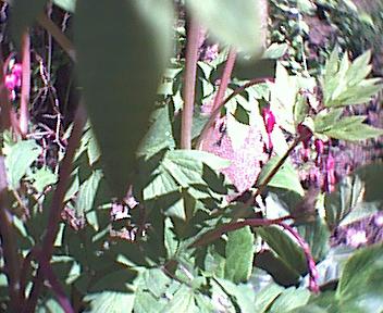 plants.jpg