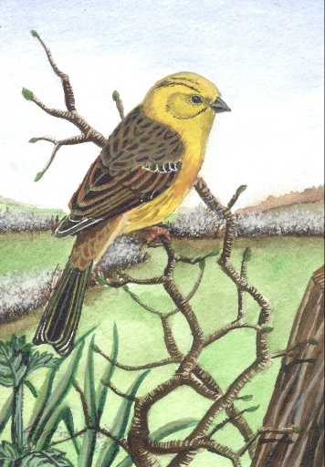 yellowhammer.jpg
